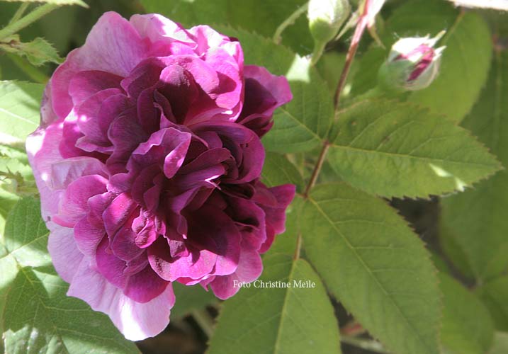 Centifolia à fleurs doubles violettes