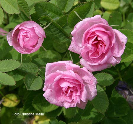Rose de Meaux