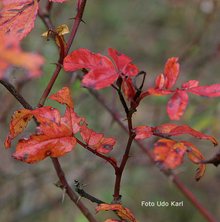 R.virginiana 'Plena'