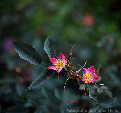 R.glauca 'Hechtrose' Blüten