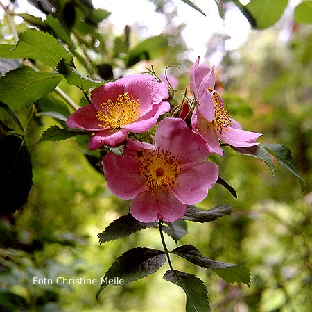 R. virginiana Blüten
