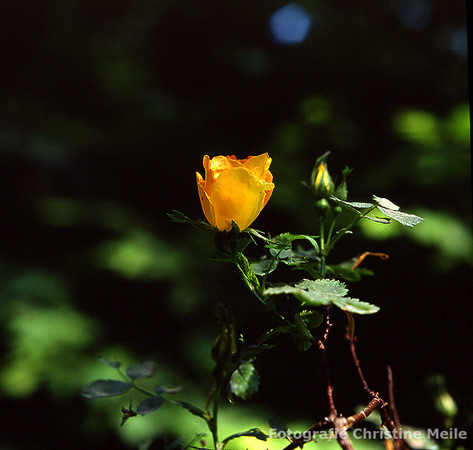 Kapuziner Rose-Blüte gelb