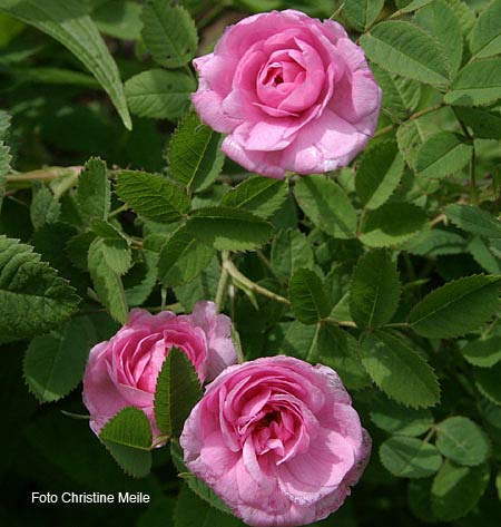 Rose de Meaux