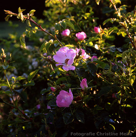 R. rubiginosa Blüten