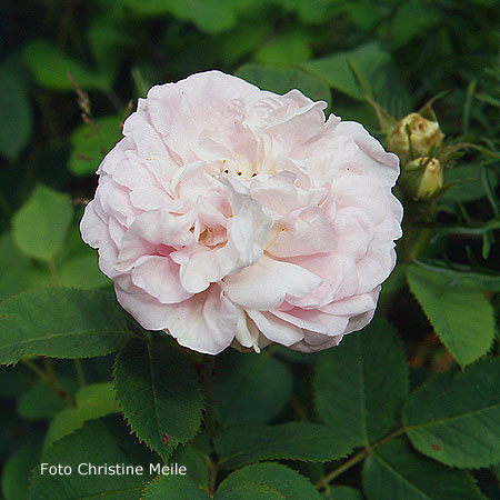 Unbekannte Rose 3, verblüht