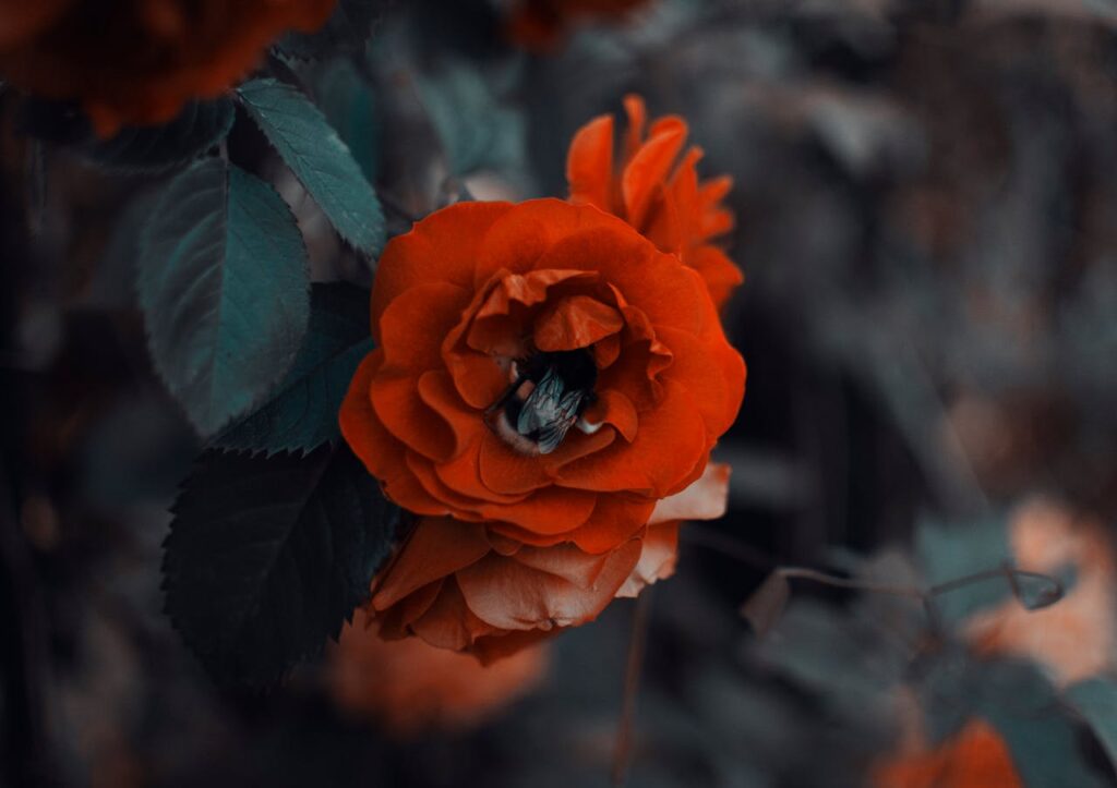 Biene klettert in Rose Sind Rosen bienenfreundlich
