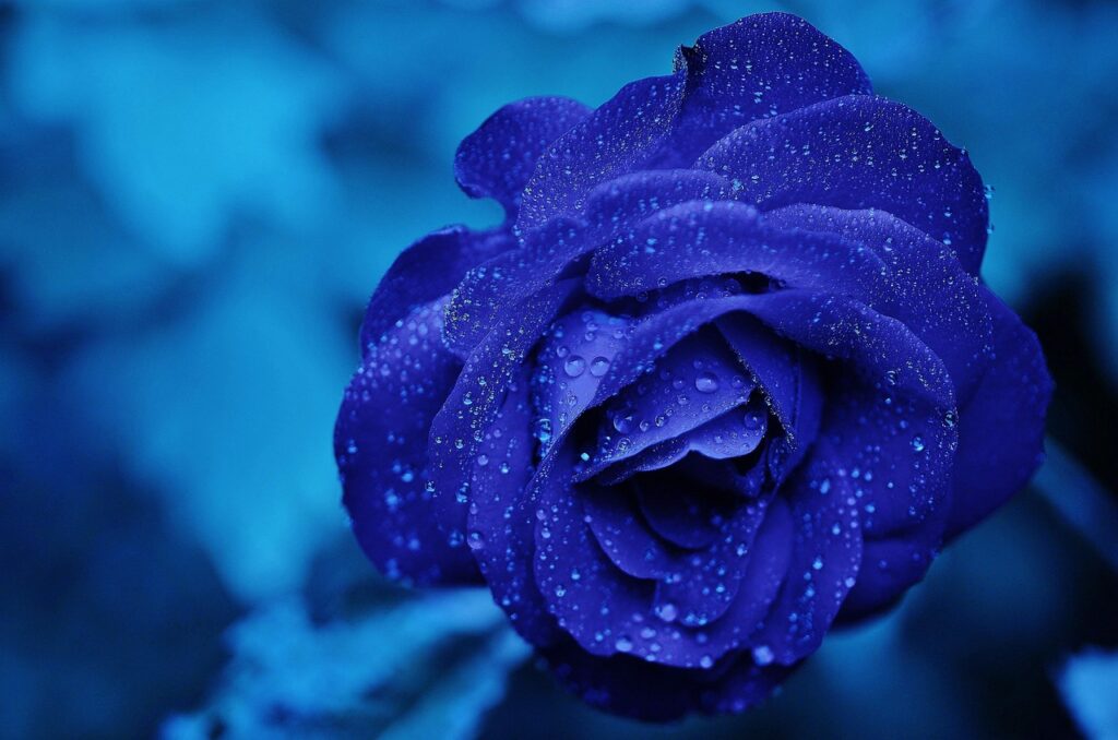 Blaue Rose frisch Wassertropfen Blaue Rose Bedeutung – Symbolik und Faszination