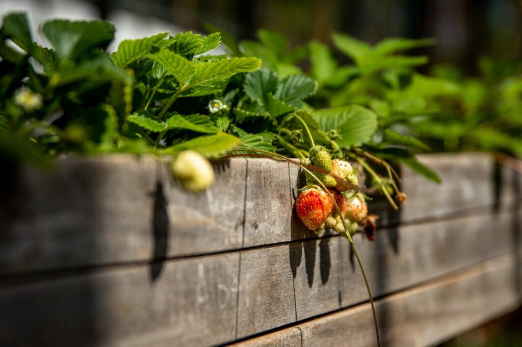 Erdbeeren wachsen im Hochbeet Hochbeete als Gartentrend – Warum sie so beliebt sind