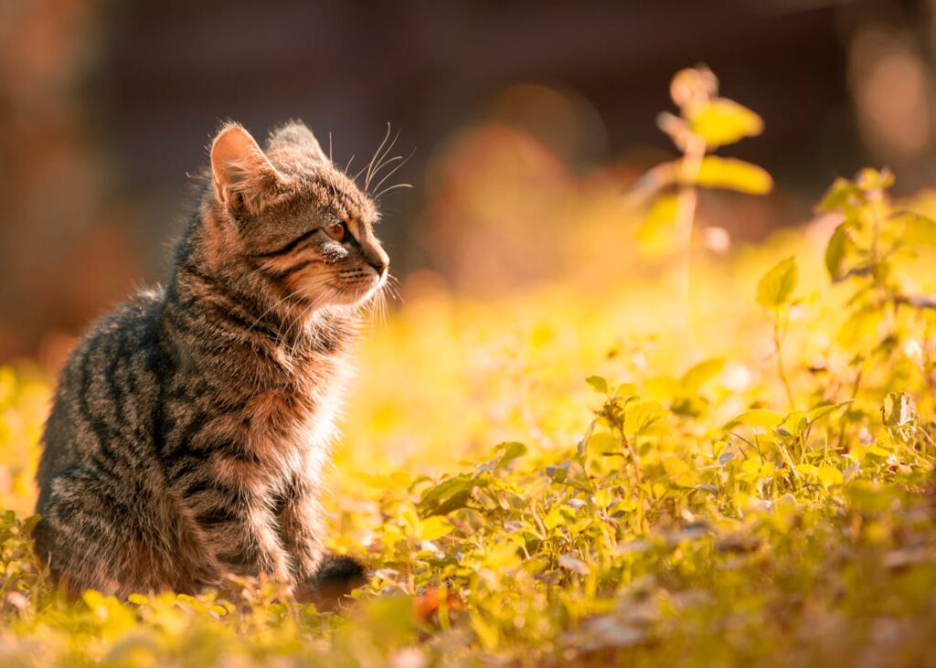 Katze Garten Sonne Garten katzenfreundlich gestalten – So gelingt es