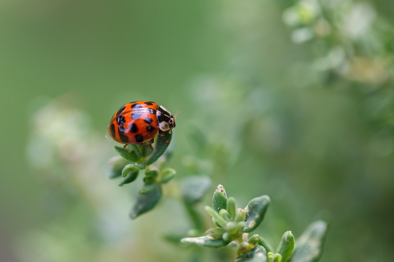 Marienkäfer sitzt auf einem Strauch Marienkäfer im Garten – Bedeutung und Symbolik