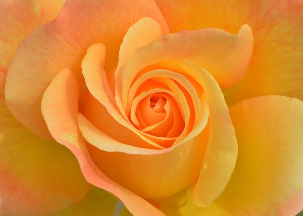 Orangene Rose Blüte Orange Rose Bedeutung – Leidenschaft in Blütenform