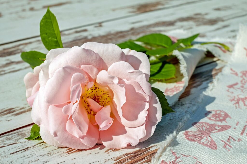 Rosa Rose eingewickelt Rosa Rose Bedeutung – Symbolik und Wirkung