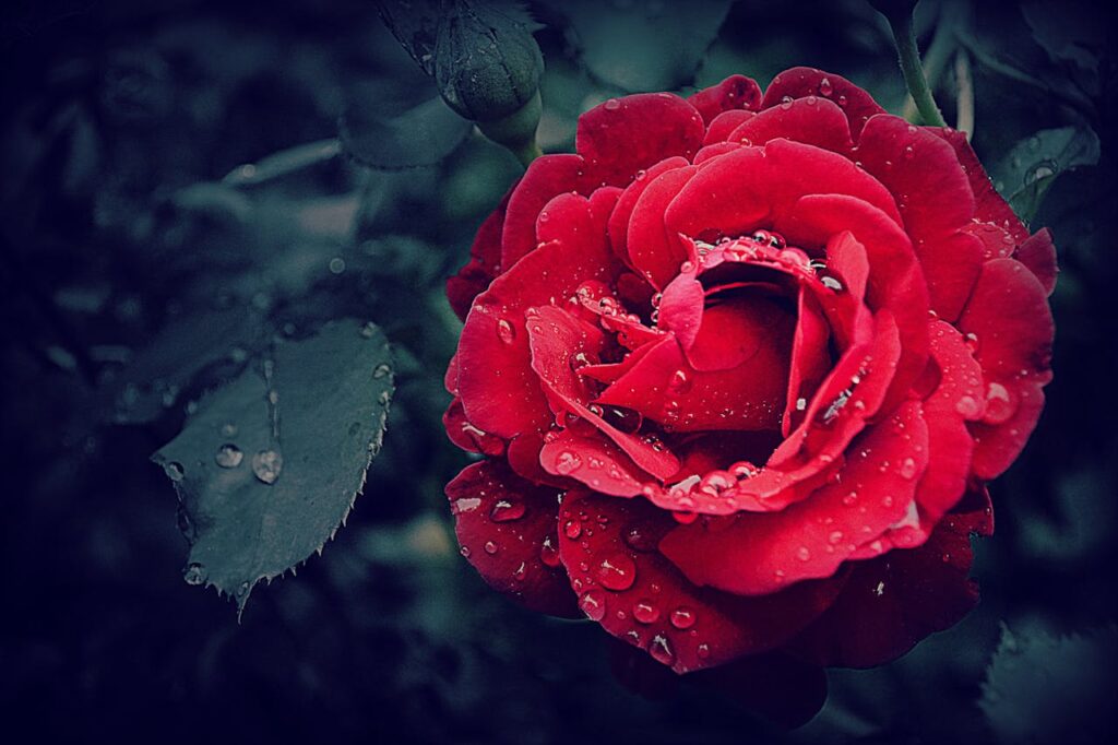 Rose Blüte Natur Spirituelle Bedeutung von Rosen