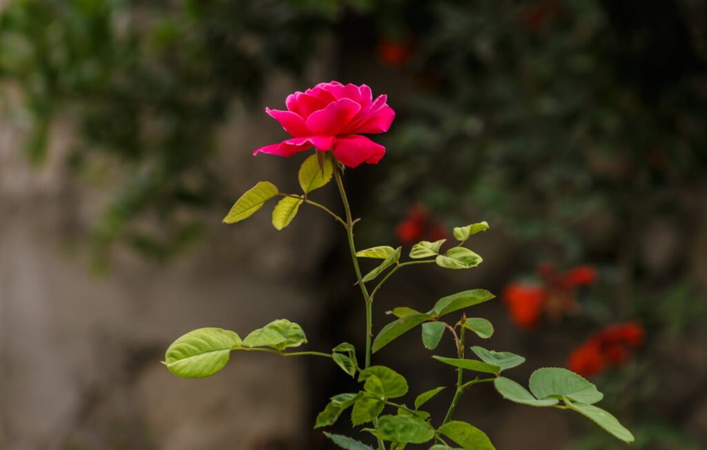 Rosen wachsen im Garten Rosen im Garten anpflanzen – Schritt für Schritt