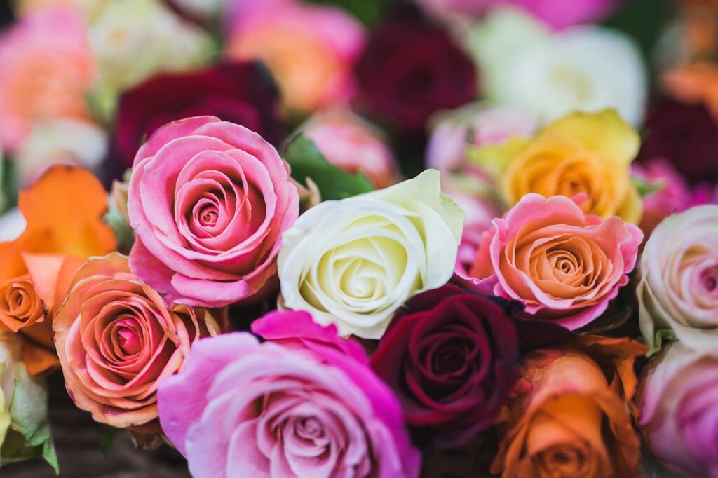 Rosenblüten in verschiedenen Farben Rosen verschenken Bedeutung Was bedeuten Rosen als Geschenk