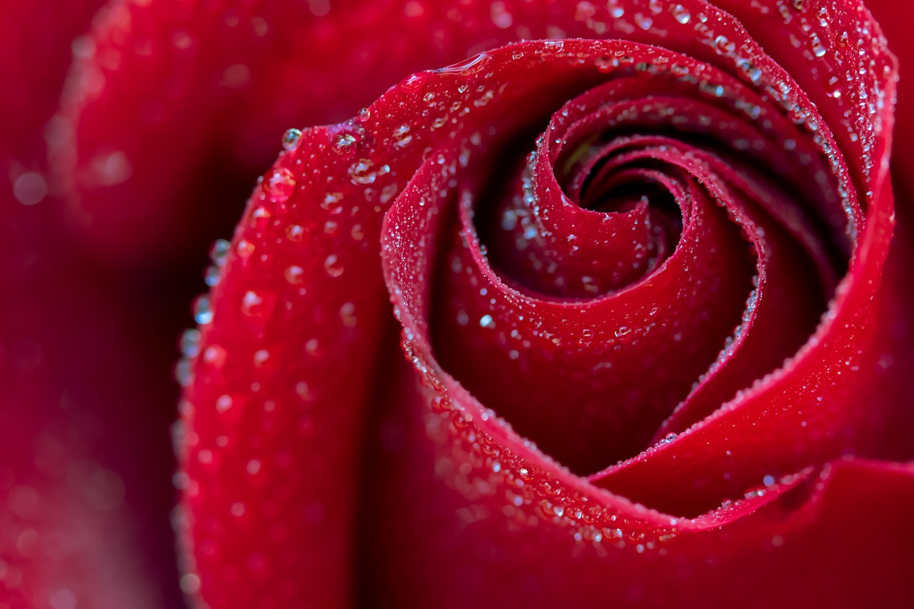 Rote Rose Blüte Rote Rose Bedeutung – Symbol der Liebe und Leidenschaft