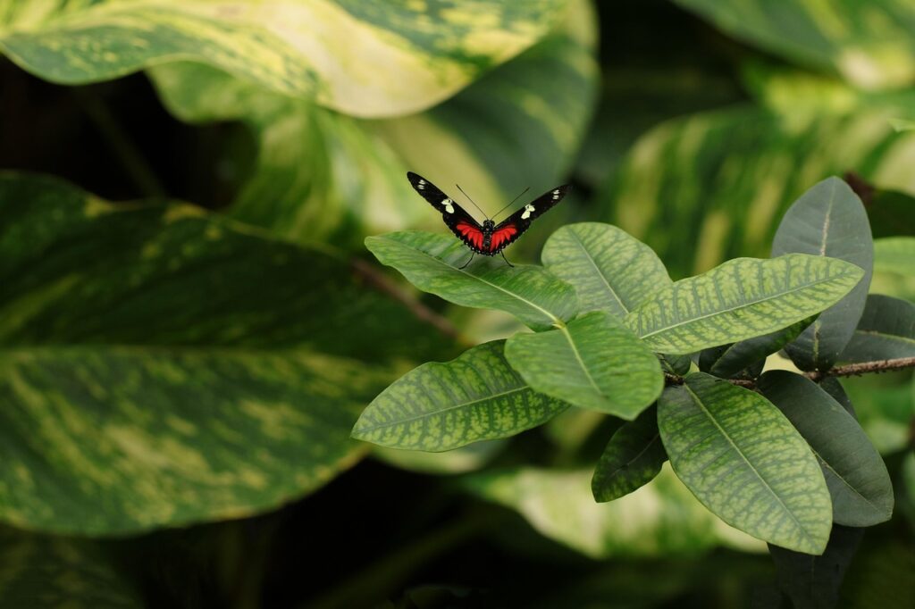 Schmetterling sitzt auf einem Blatt Wie fotografiert man Schmetterlinge