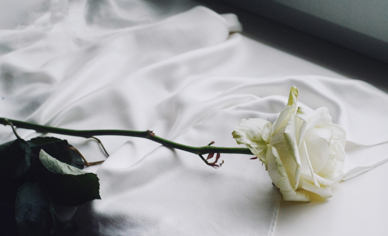 Weiße Rose künstlerisch Weiße Rose Bedeutung – Reinheit und Neuanfang