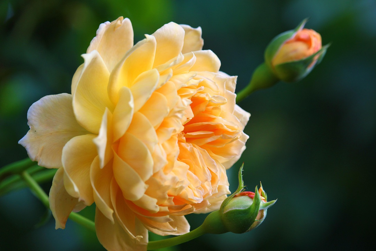 gelbe Rose Blüte Gelbe Rose – Bedeutung, Symbolik und Wirkung