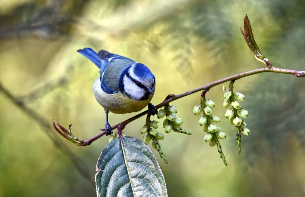 lustige Blaumeise auf Ast Blaumeise im Garten – was bedeutet das