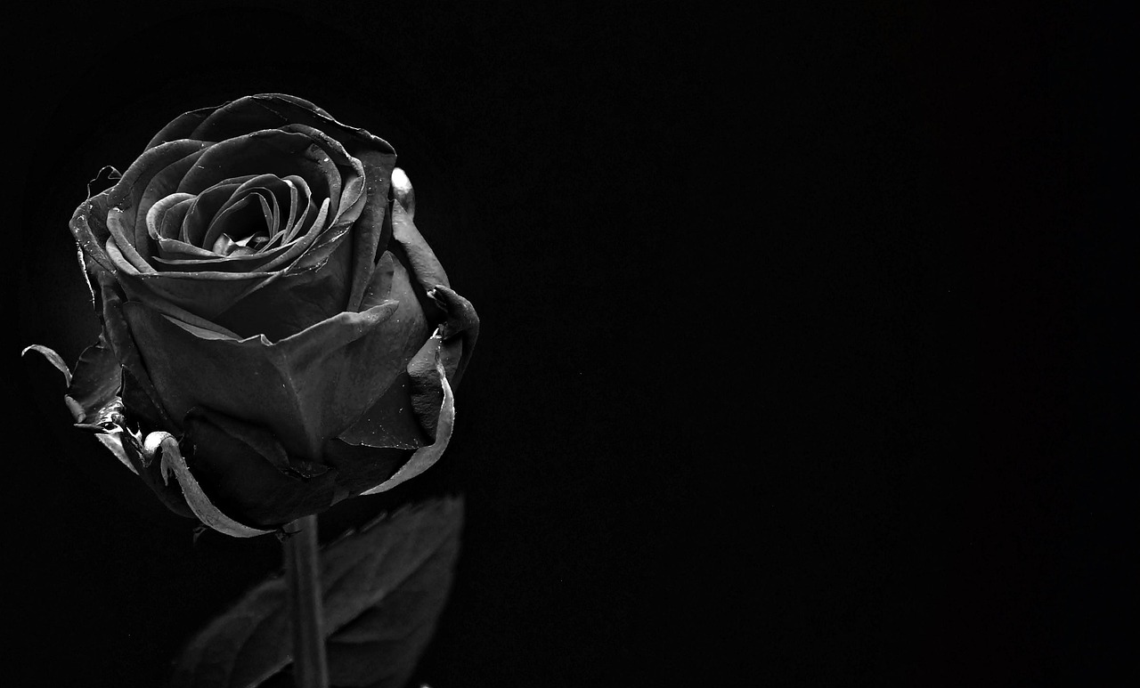 schwarze Rose Dunkelheit Schwarze Rose – Bedeutung, Symbolik und Mystik
