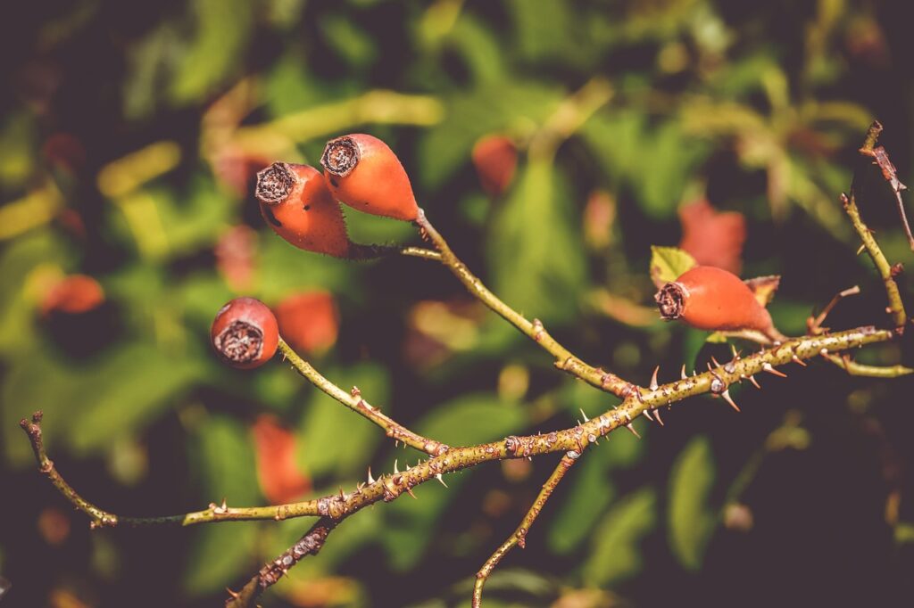 Hagebuttenstrauch im Garten Hagebuttenrosen vermehren – so gelingt es