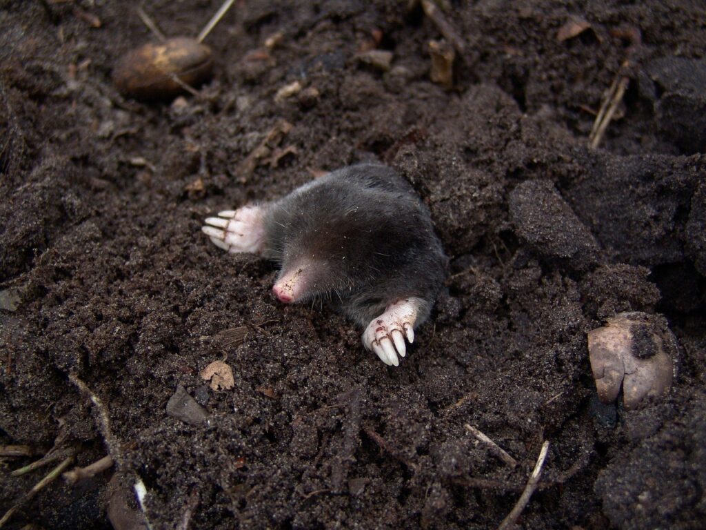 Maulwurf buddelt im Garten Maulwurf im Garten – Freund oder Feind