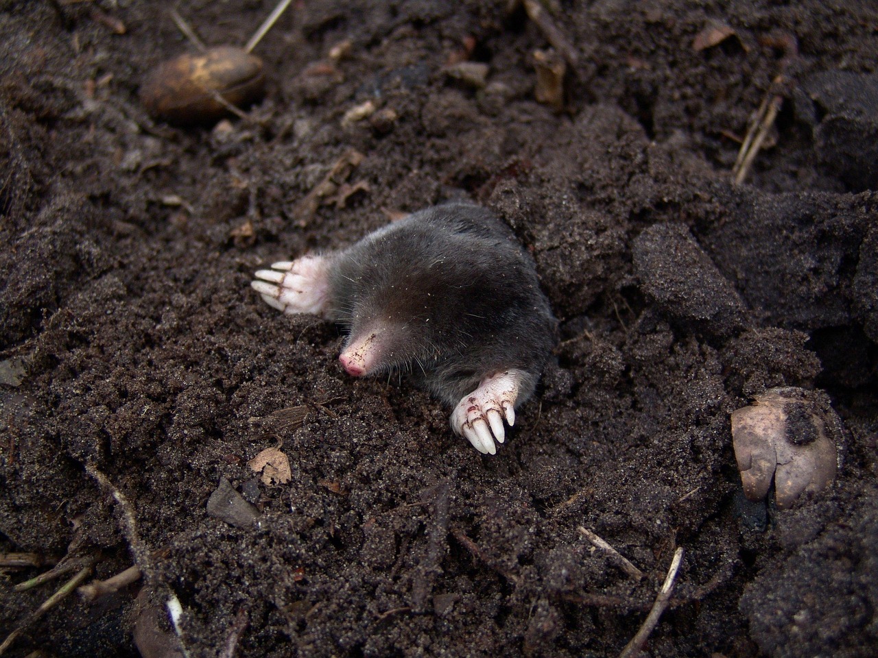 Maulwurf buddelt im Garten Maulwurf im Garten – Freund oder Feind