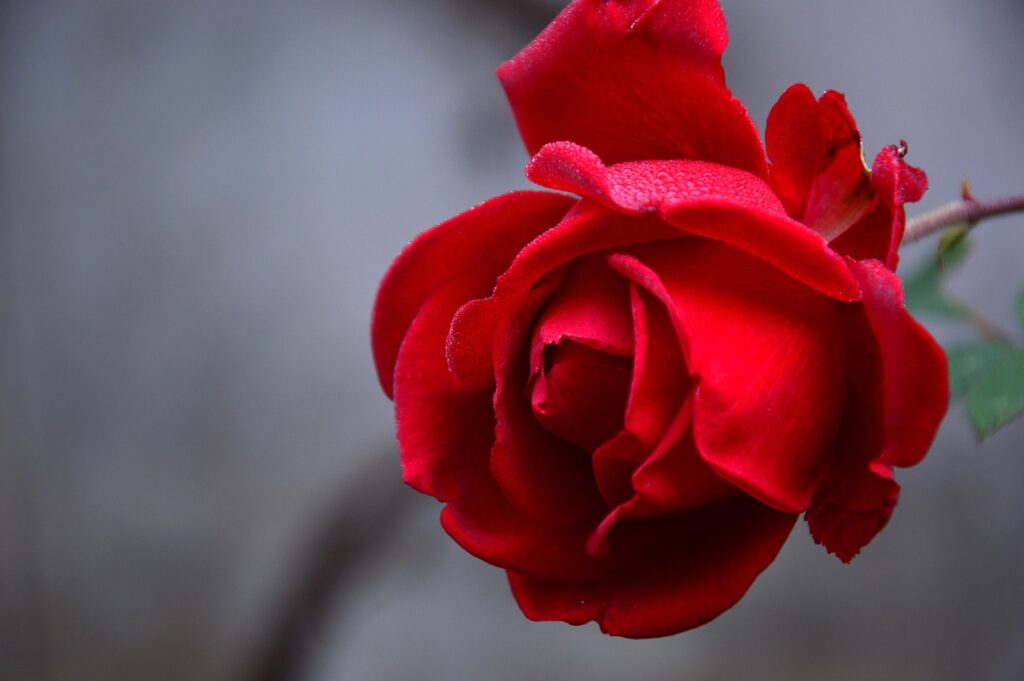 Rose Makrofotografie Till Eulenspiegel Rose pflegen – so bleibt die farbenfrohe Strauchrose gesund