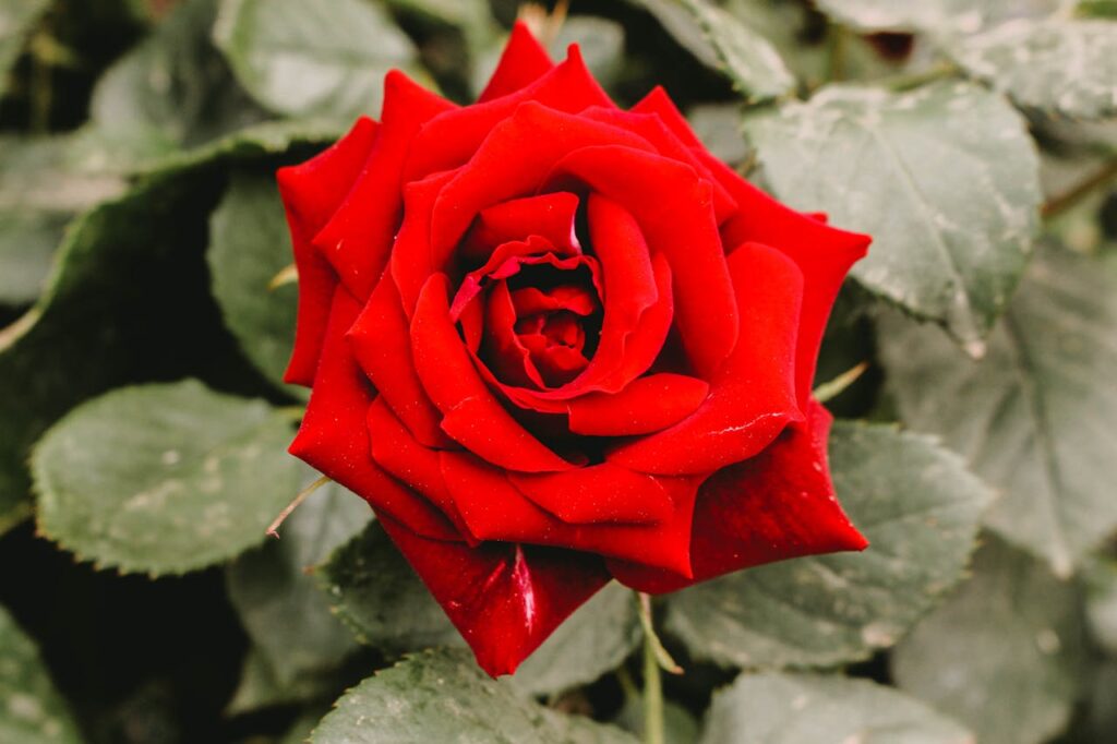 Rose Pflanze Blüte Rosen Tiefwurzler oder Flachwurzler – Wissenswertes für den Garten