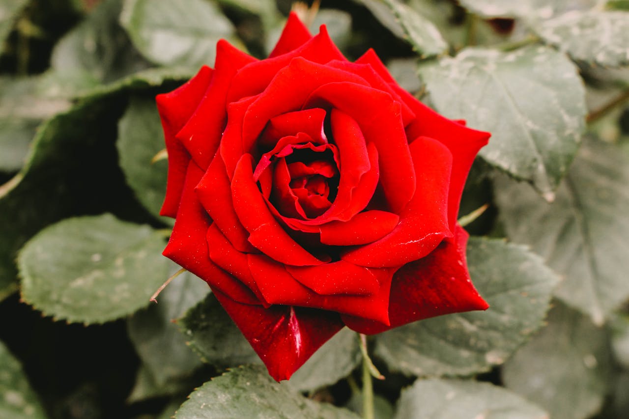 Rose Pflanze Blüte Rosen Tiefwurzler oder Flachwurzler – Wissenswertes für den Garten