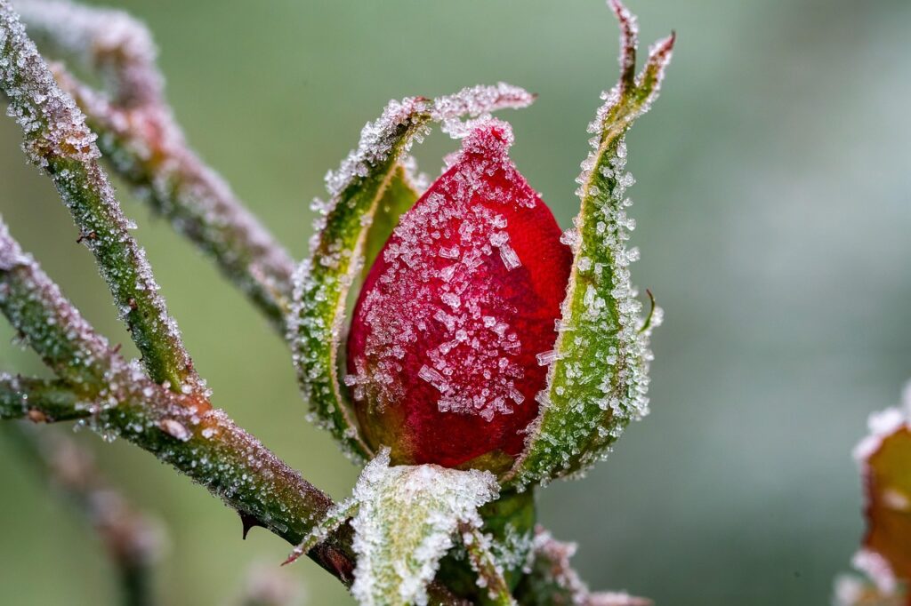 Rosen Im Winter