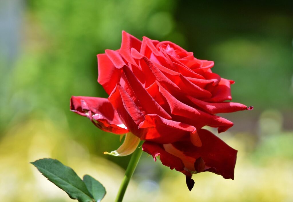 Rose in der Sonne Dauerhaft blühende Rosen – Top 10 für ein Gartenparadies