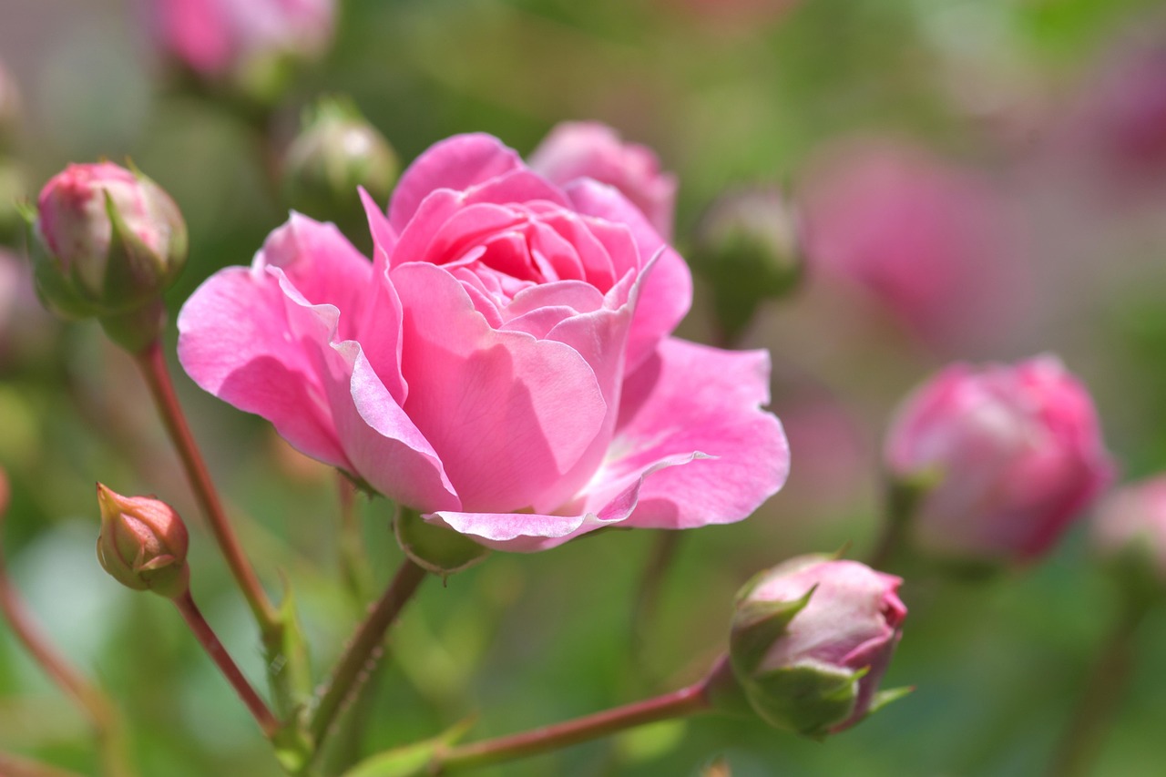 Rose pink Blüte Steckbrief Die Damaszener-Rose (Rosa × damascena)