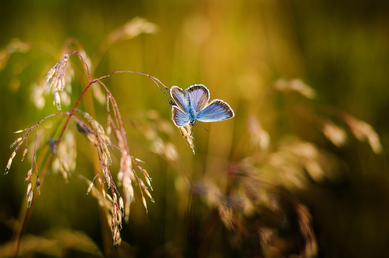 Schmetterling am Strauch Insektenfotografie – So fotografierst du Insekten richtig