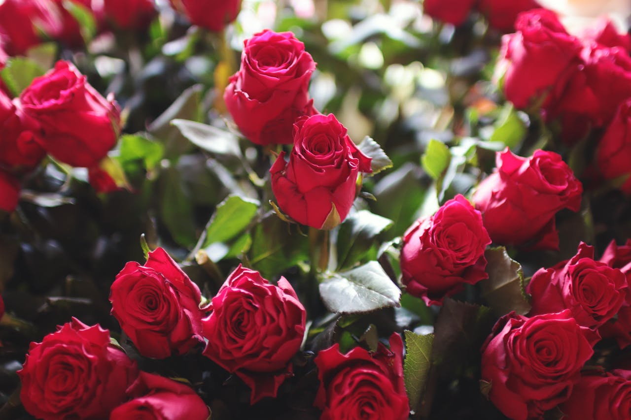 Schöne Rosen Duftrosen alte Sorten – welche gibt es