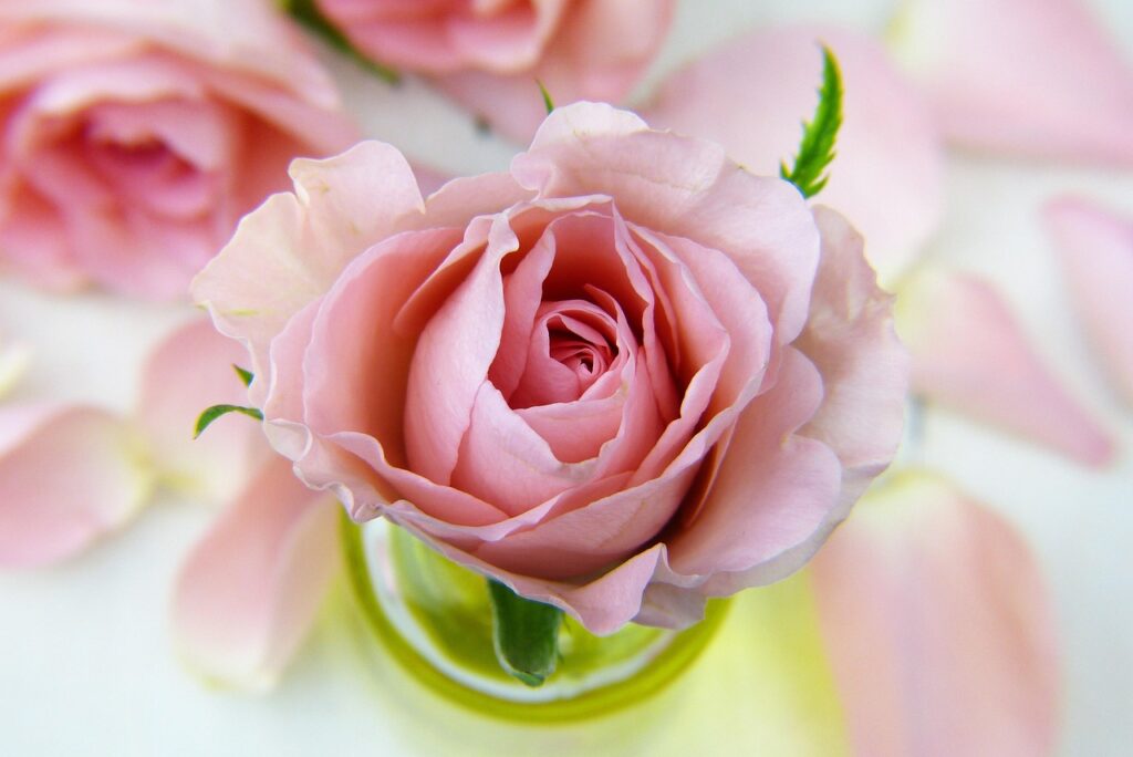Sommerliche Rose Welche Rose blüht den ganzen Sommer Tipps für dauerhafte Blütenpracht