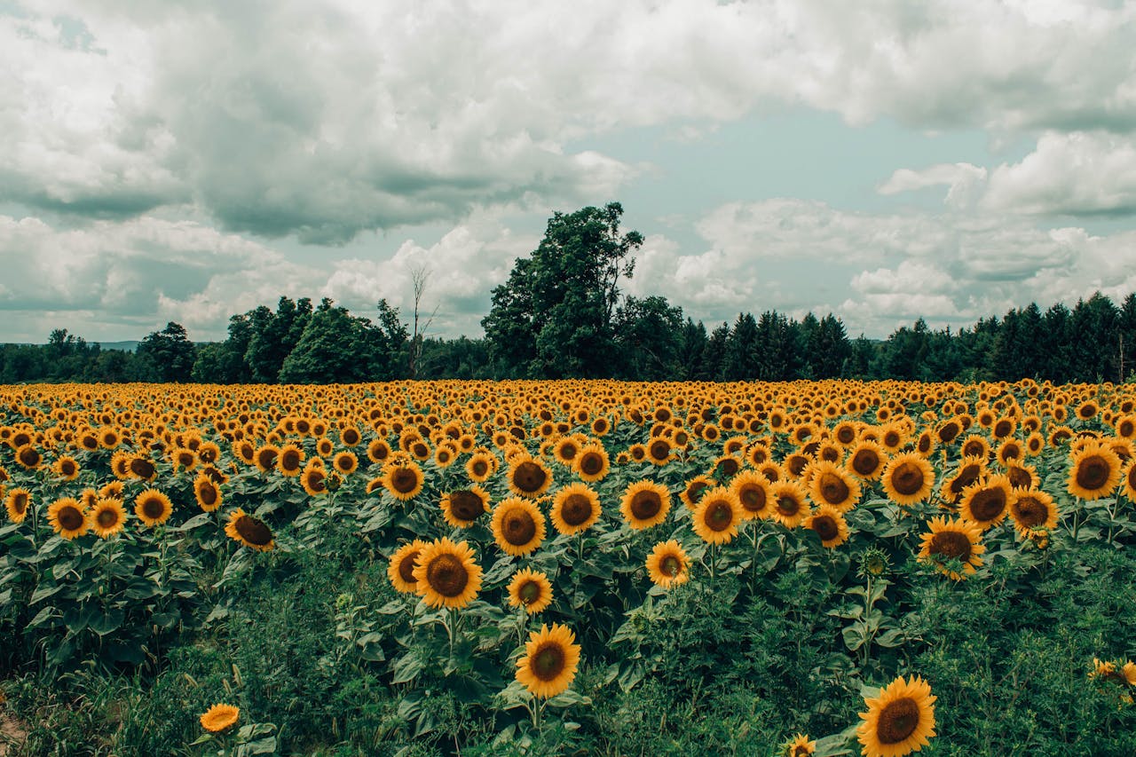 Sonnenblumenfeld Sonnenblumen – Sprüche, Weisheiten und Zitate für gute Laune