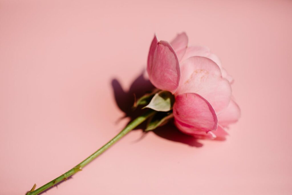 einzelne Rose Foto Steckbrief Die Apothekerrose (Rosa gallica officinalis)