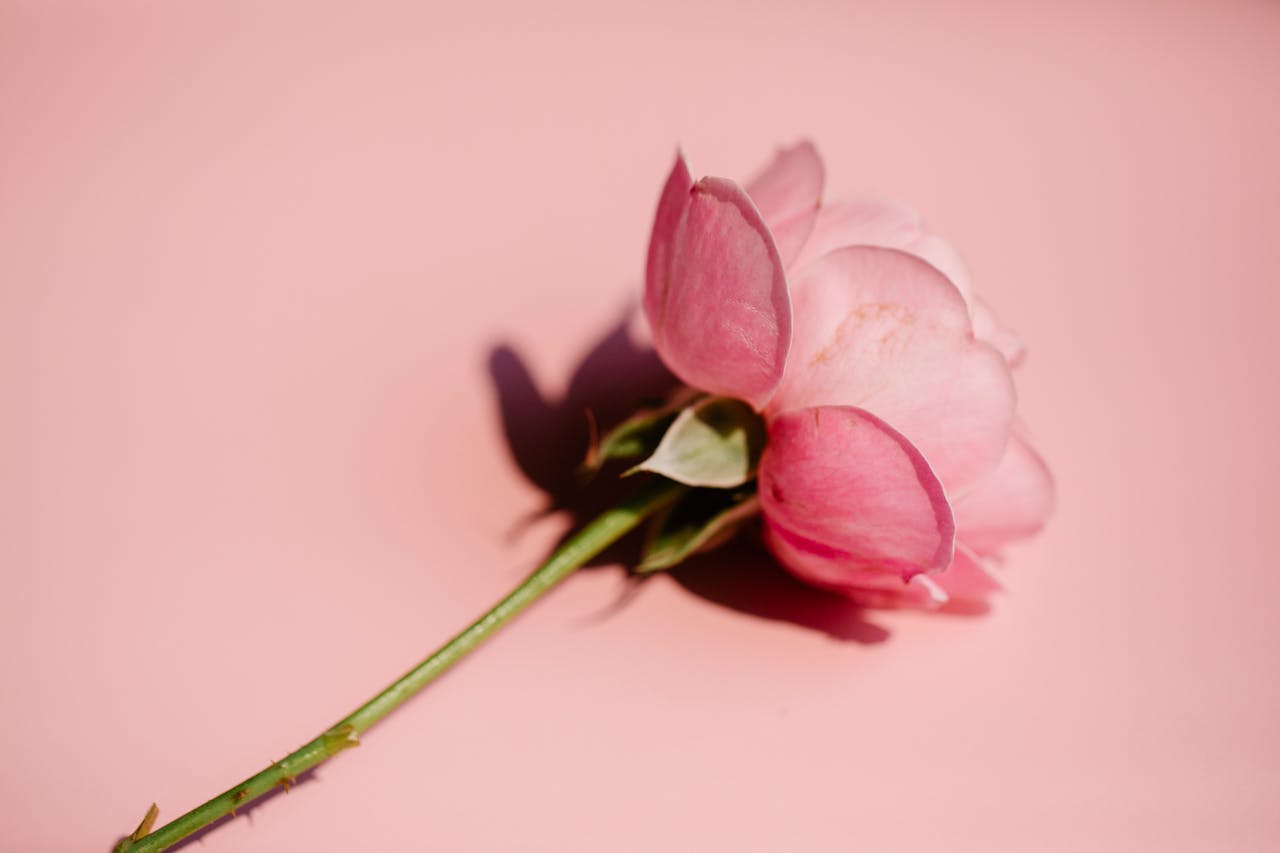 einzelne Rose Foto Steckbrief Die Apothekerrose (Rosa gallica officinalis)