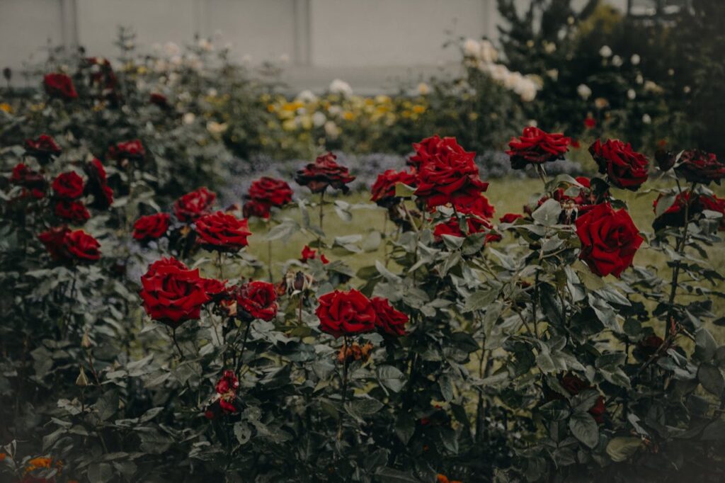 rote Rosen wachsen im Garten Rosen züchten aus Samen – so gelingt es