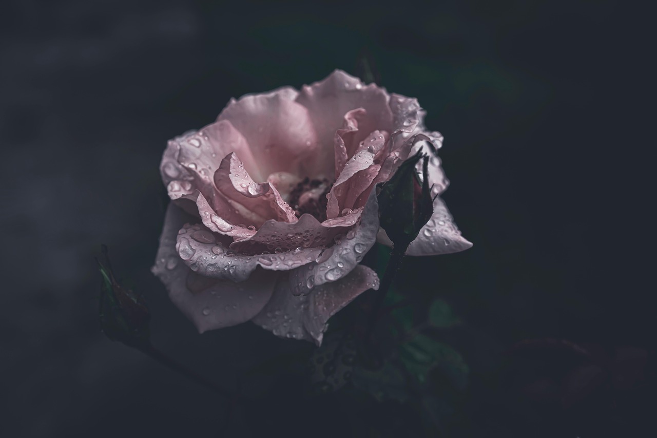 seltene pinke Rose Dunkelheit Die seltensten Rosen der Welt