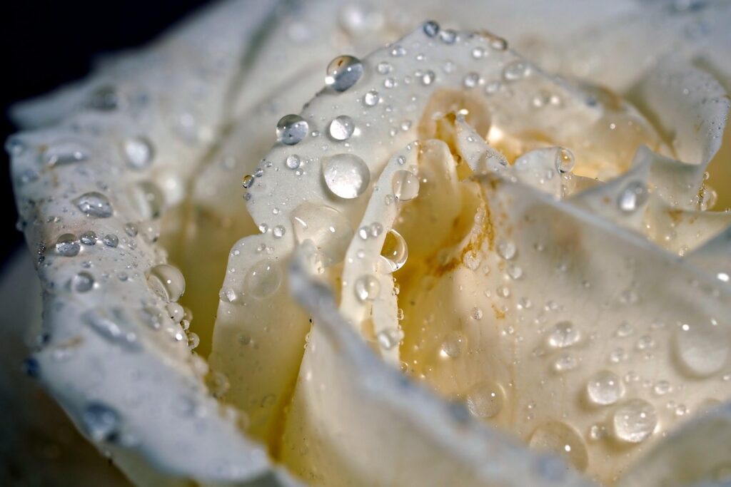 weiße Rose Wasserperlen Rosenfotografie – Grundlagen erklärt