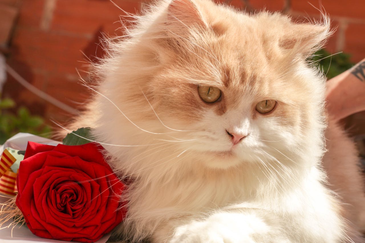 Katze und Rose Sind Rosen giftig für Katzen