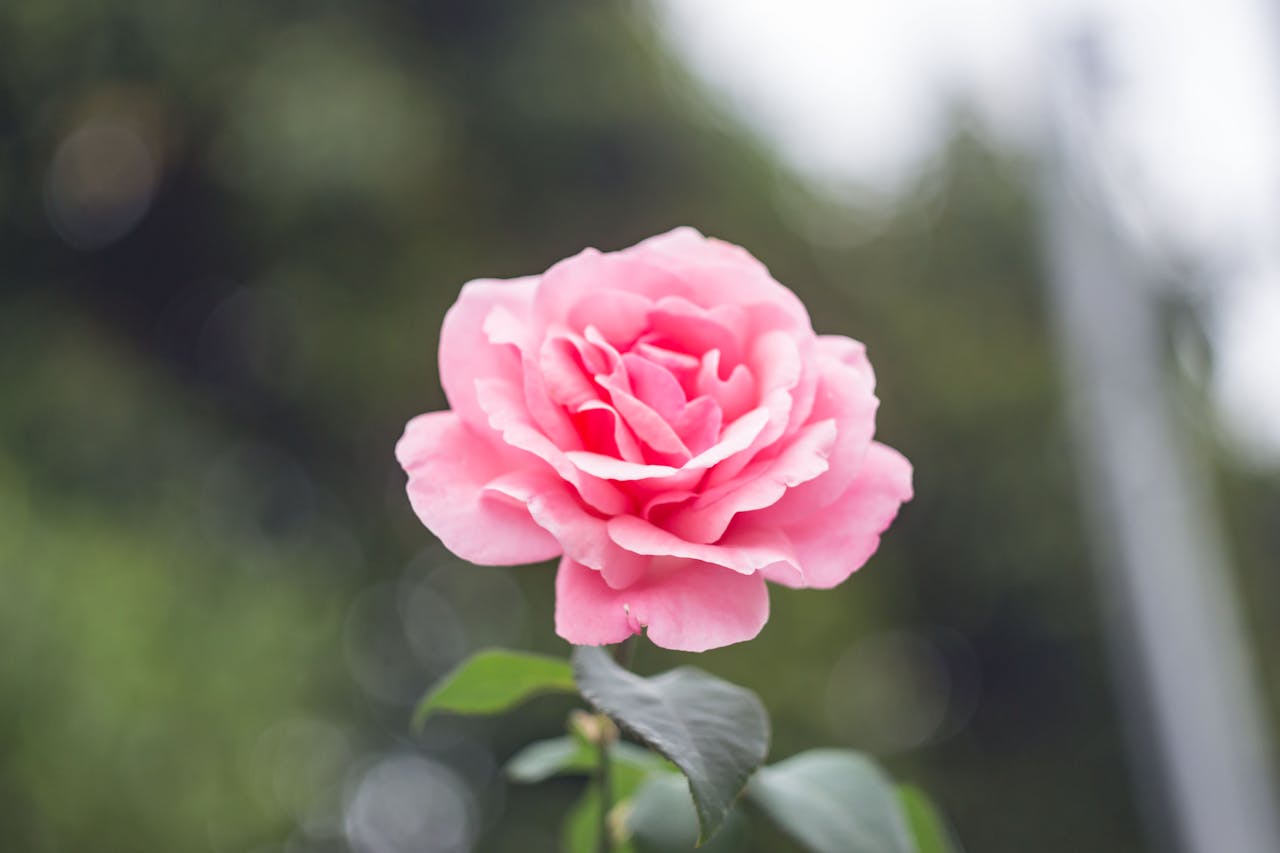 Rose Blüte pink Rosen umpflanzen – Der komplette Guide