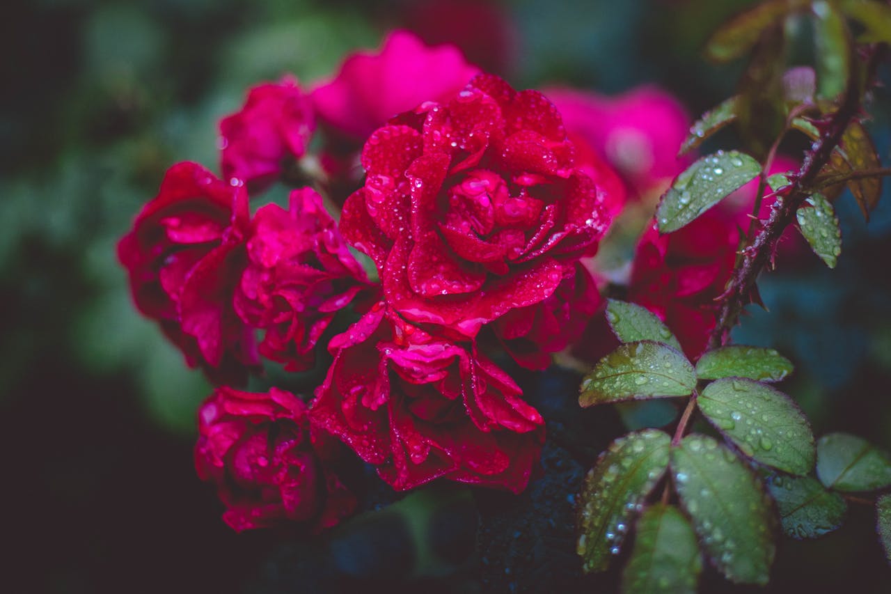 Rose Wassertropfen Rosen richtig gießen – Ein umfassender Guide