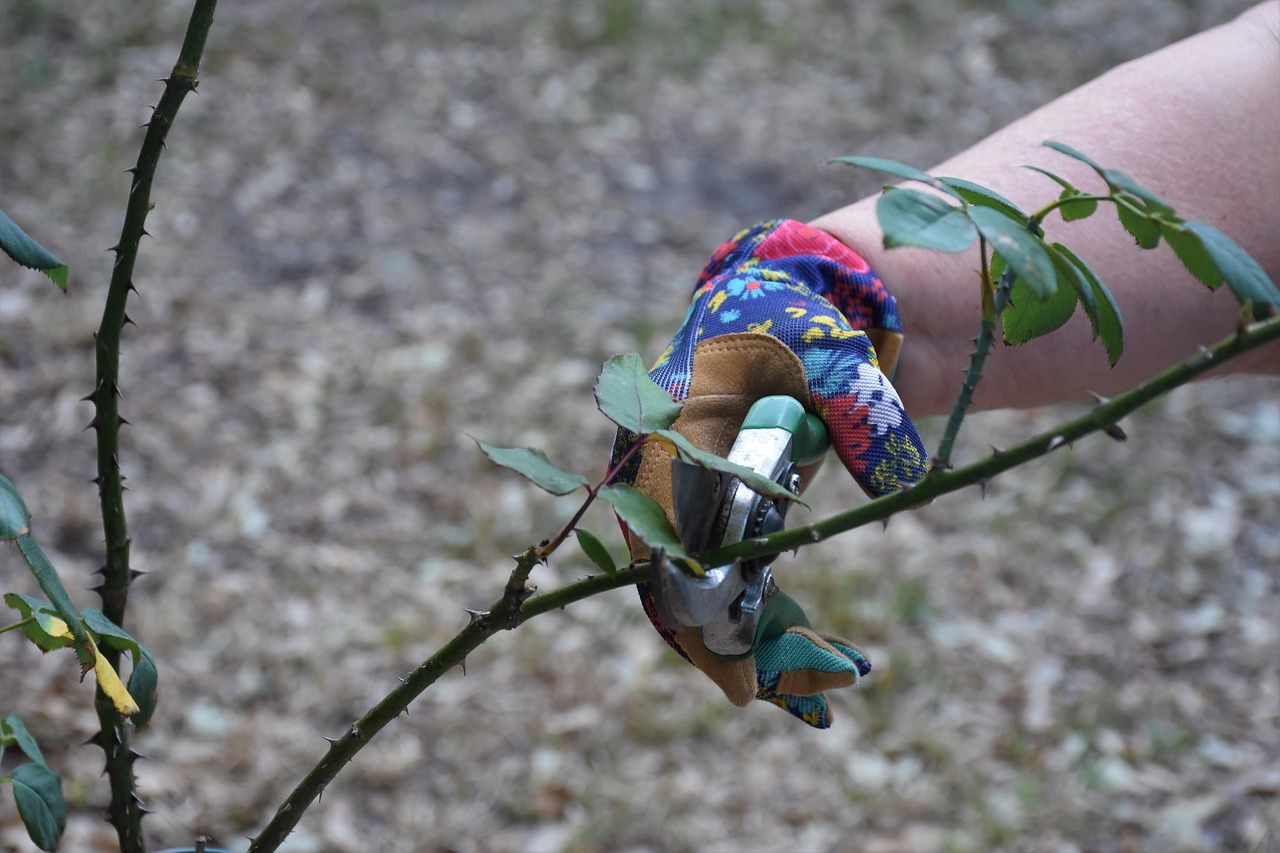 Rosen Gartenarbeit Rosen schneiden – Der praktische Guide für Gartenfreunde