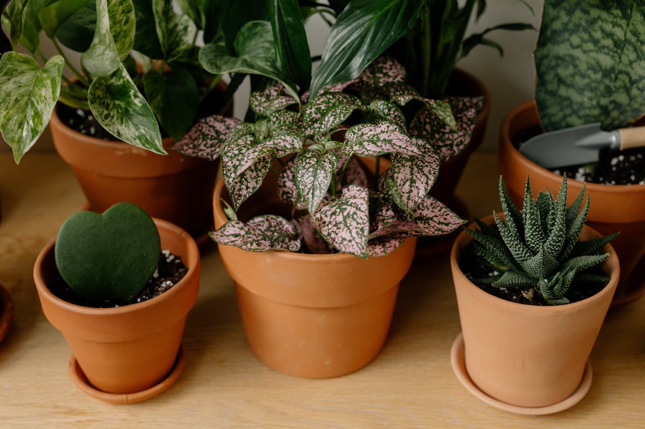 diverse Pflanzen im Blumentopf Hoya kerrii (Herzpflanze) – Pflegeleichtes Glück fürs Zuhause