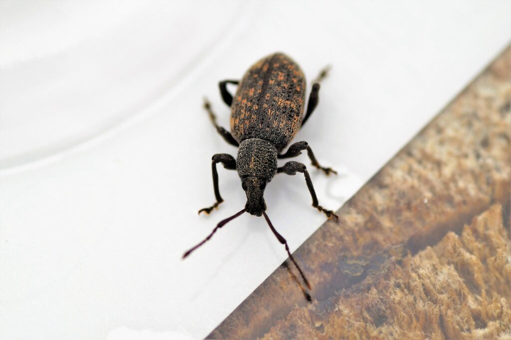 Dickmaulrüssler Insekt Nahaufnahme Welcher Schädling frisst Rosenknospen Ursachen & Lösungen