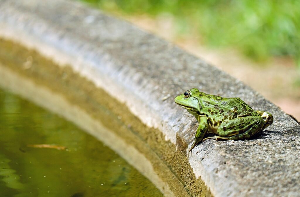 Frosch Garten Brunnen Wasser Frösche im Garten – ein Überblick